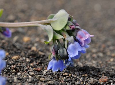 Mertensia maritima Close-up side.jpg