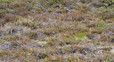 Platanthera hyperborea in habitat.jpg