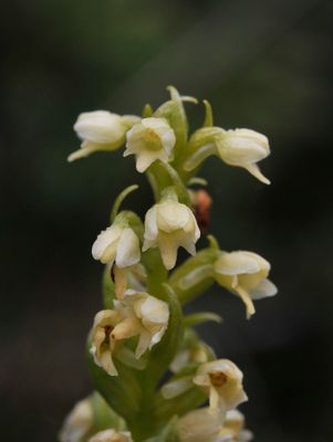 Pseudorchis albida ssp. straminea. Close-up.jpg