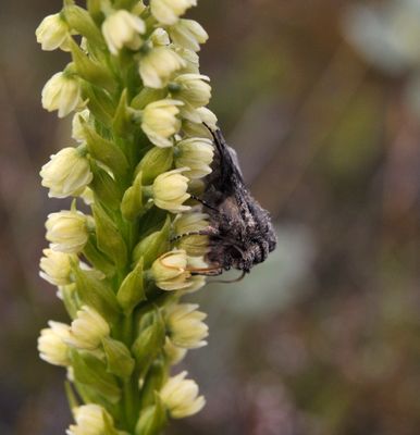 Pseudorchis albida ssp. straminea. With pollinator.2.jpg