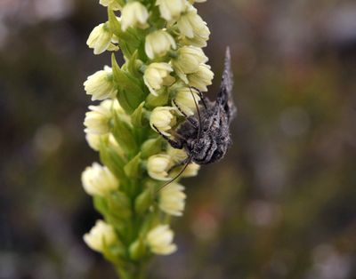 Pseudorchis albida ssp. straminea. With pollinator.3.jpg