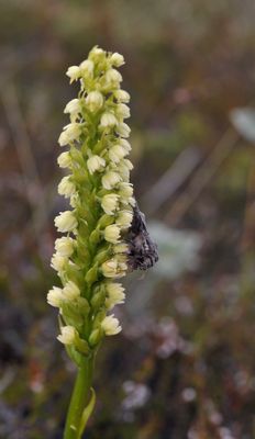 Pseudorchis albida ssp. straminea. With pollinator.jpg