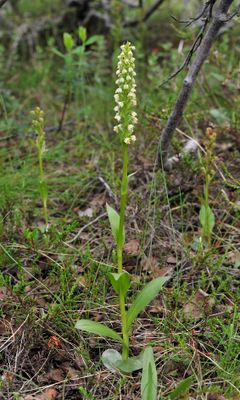 Pseudorchis albida ssp. straminea.3.jpg