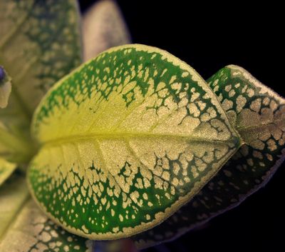 Argostemma. Leaf.jpg