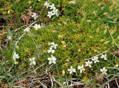 Silene acaulis. White form.2.jpg