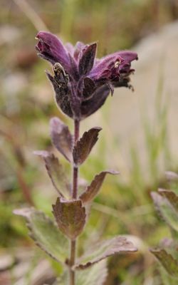 Bartsia alpina. Close-up.jpg