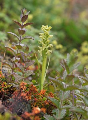 Platanthera hyperborea.jpg