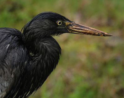 Ardea cinerea. Melanistic. Closer.jpg