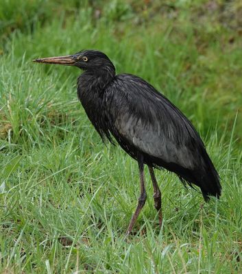 Ardea cinerea. Melanistic.2.jpg