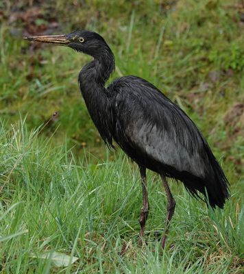 Ardea cinerea. Melanistic.3.jpg