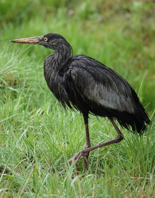 Ardea cinerea. Melanistic.jpg