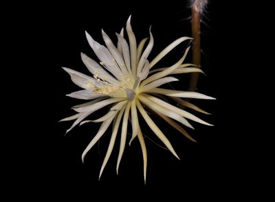 Strophocactus wittii. Close-up.jpg