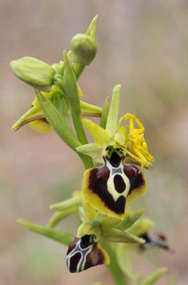 Ophrys aesculapii with spider.jpg
