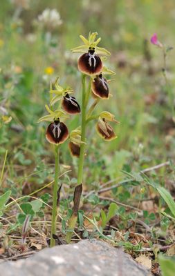 Ophrys aesculapii.jpg