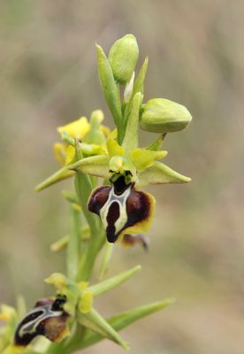 Ophrys aesculapii. Closer.jpg