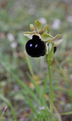 Ophrys mavromata. Closer.jpg