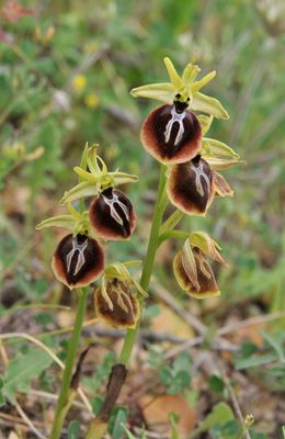 Ophrys aesculapii. Closer.2.jpg