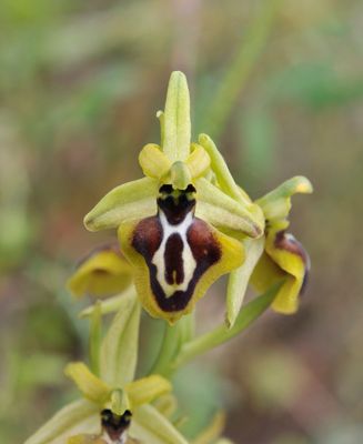 Ophrys aesculapii. Close-up.jpg