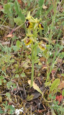 Ophrys aesculapii.2.jpg