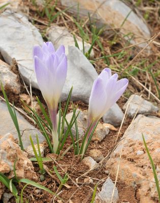 Crocus veluchensis.2.jpg