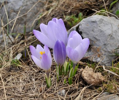 Crocus veluchensis