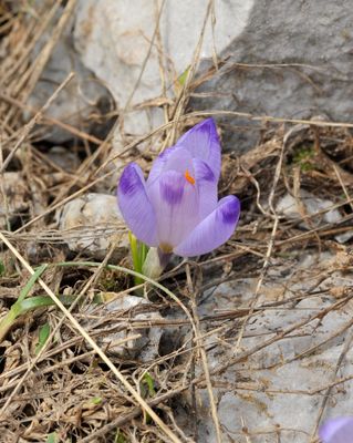 Crocus veluchensis.5.jpg