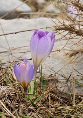 Crocus veluchensis.6.jpg