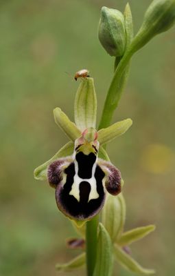 Ophrys reinhardiorum