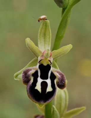 Ophrys reinhardiorum. Close-up.2.jpg