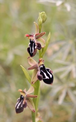 Ophrys reinhardiorum. Closer.2.jpg