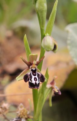 Ophrys reinhardiorum. Closer.3.jpg