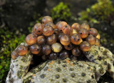 Alytes obstetricans. Eggs.jpg