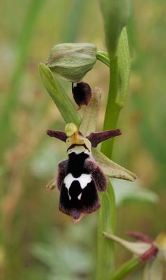 Ophrys reinhardiorum. Close-up.6.jpg