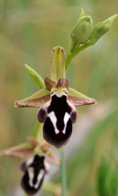 Ophrys reinhardiorum. Close-up.7.jpg