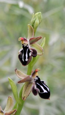 Ophrys reinhardiorum. Close-up.4.jpg