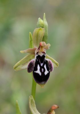 Ophrys reinhardiorum. Close-up.5.jpg