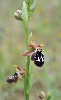 Ophrys reinhardiorum. Closer.4.jpg