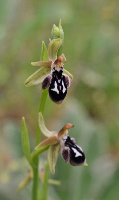 Ophrys reinhardiorum. Closer.5.jpg