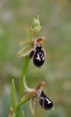 Ophrys reinhardiorum