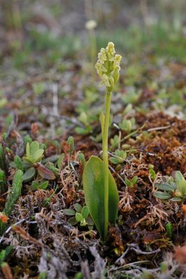 Platanthera oligantha