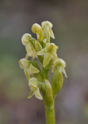 Platanthera oligantha. Closer.
