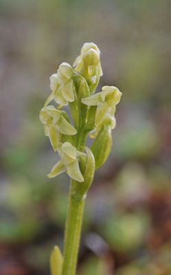 Platanthera oligantha. Closer.
