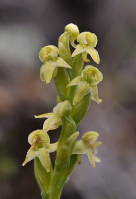 Platanthera oligantha. Close-up.