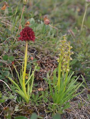 Gymnadenia nigra met Chamorchis alpina.jpg