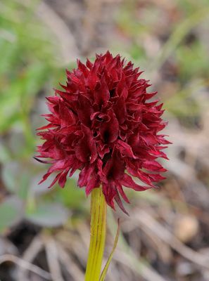 Gymnadenia nigra. Close-up.jpg