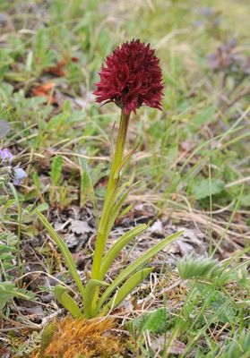 Gymnadenia nigra.jpg