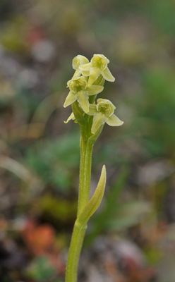 Platanthera oligantha. Closer.