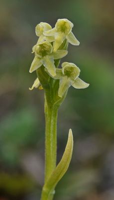 Platanthera oligantha. Close-up.