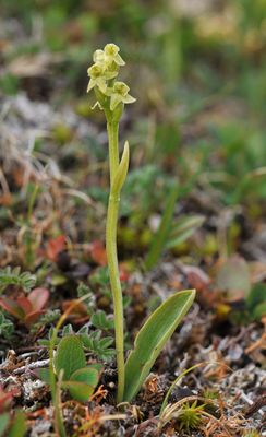 Platanthera oligantha