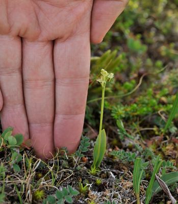 Platanthera oligantha.With hand.